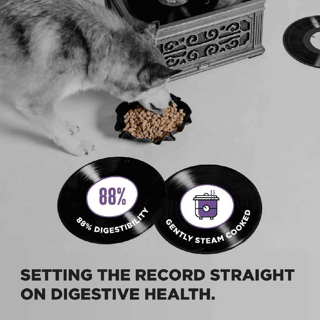 Dog Food Z82917