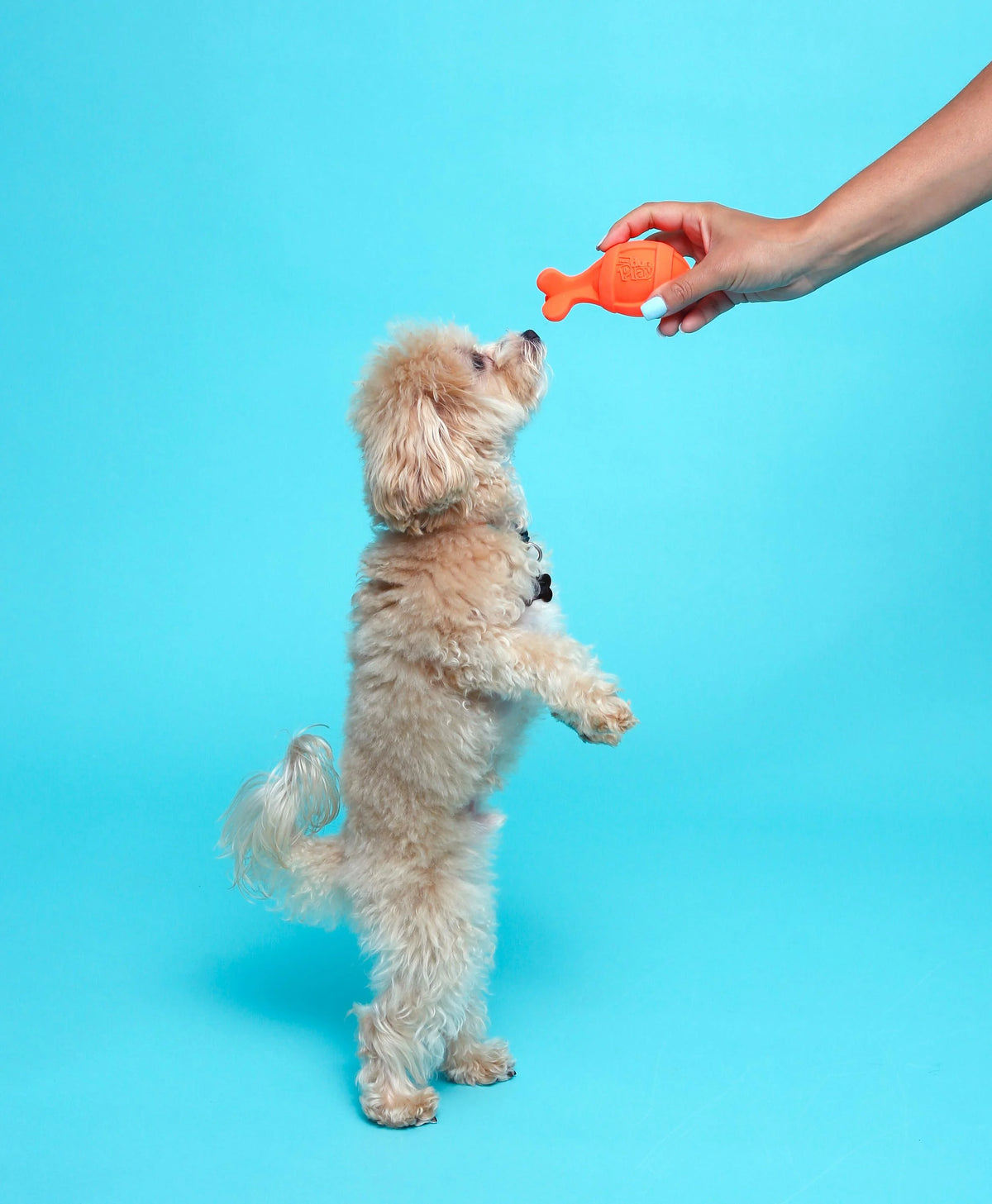 Bacon Scented Latex Dog Toys G911504