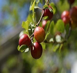 Self Pollinating Live Fruit Tree T7972