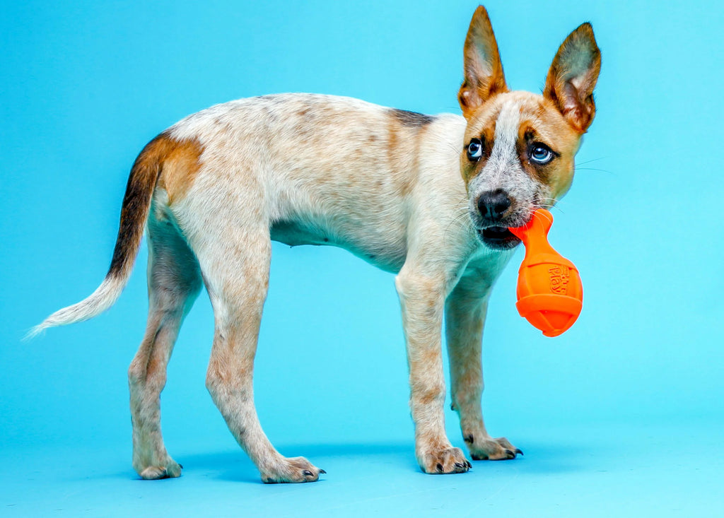 Bacon Scented Latex Dog Toys G911504