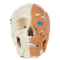 Model Skull Human with Facial Muscles H168355