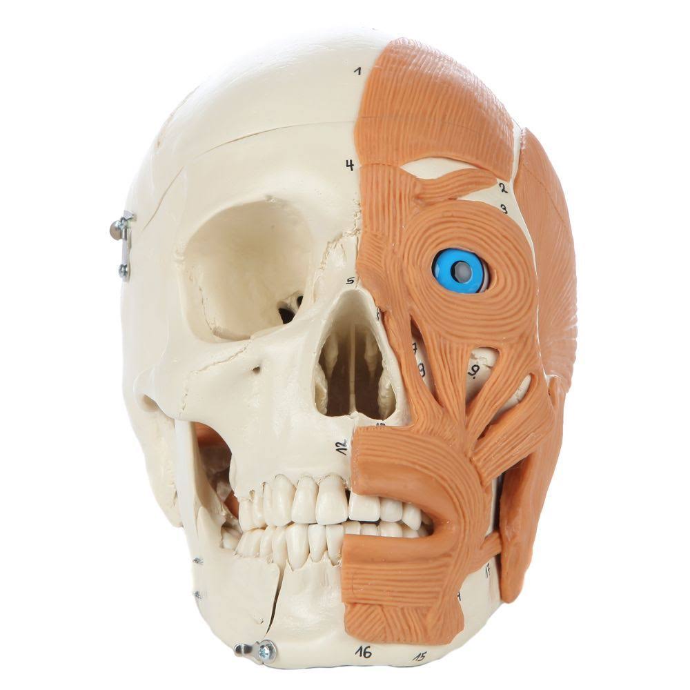 Model Skull Human with Facial Muscles H168355
