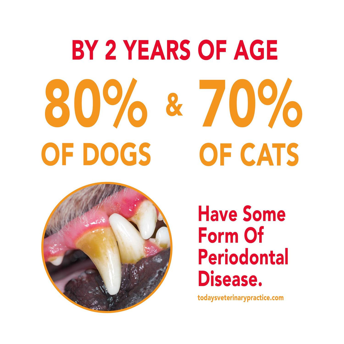 Dental Kit for Cats P50453