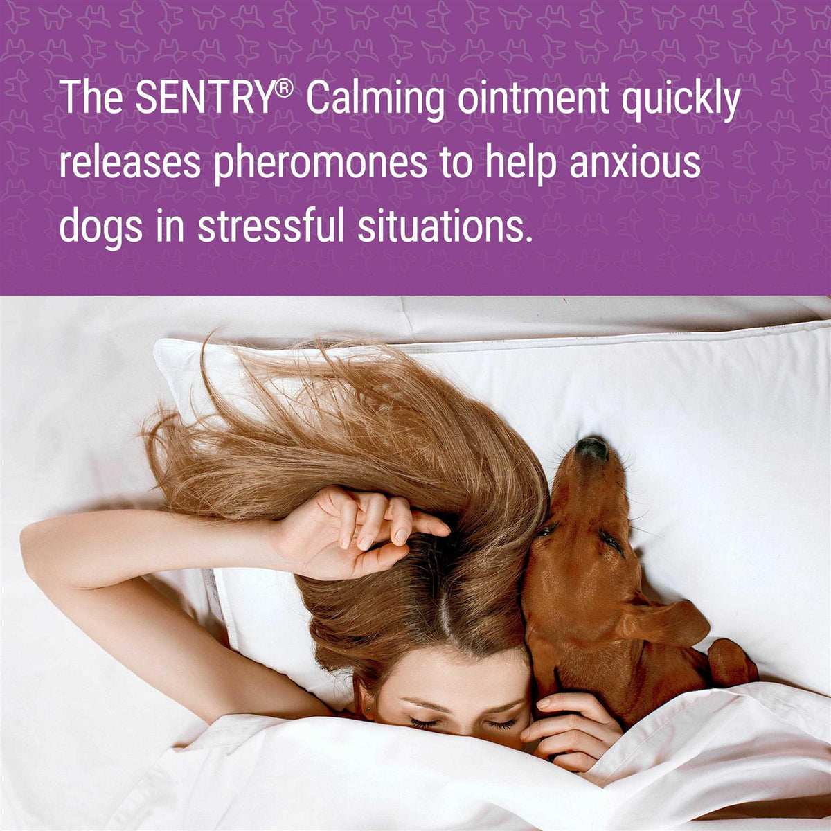 Calming Ointment for Dogs P897