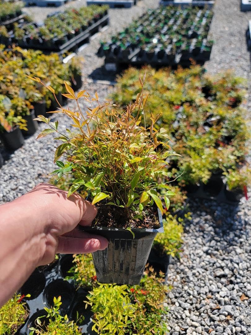 1 QT Live Plant J235904