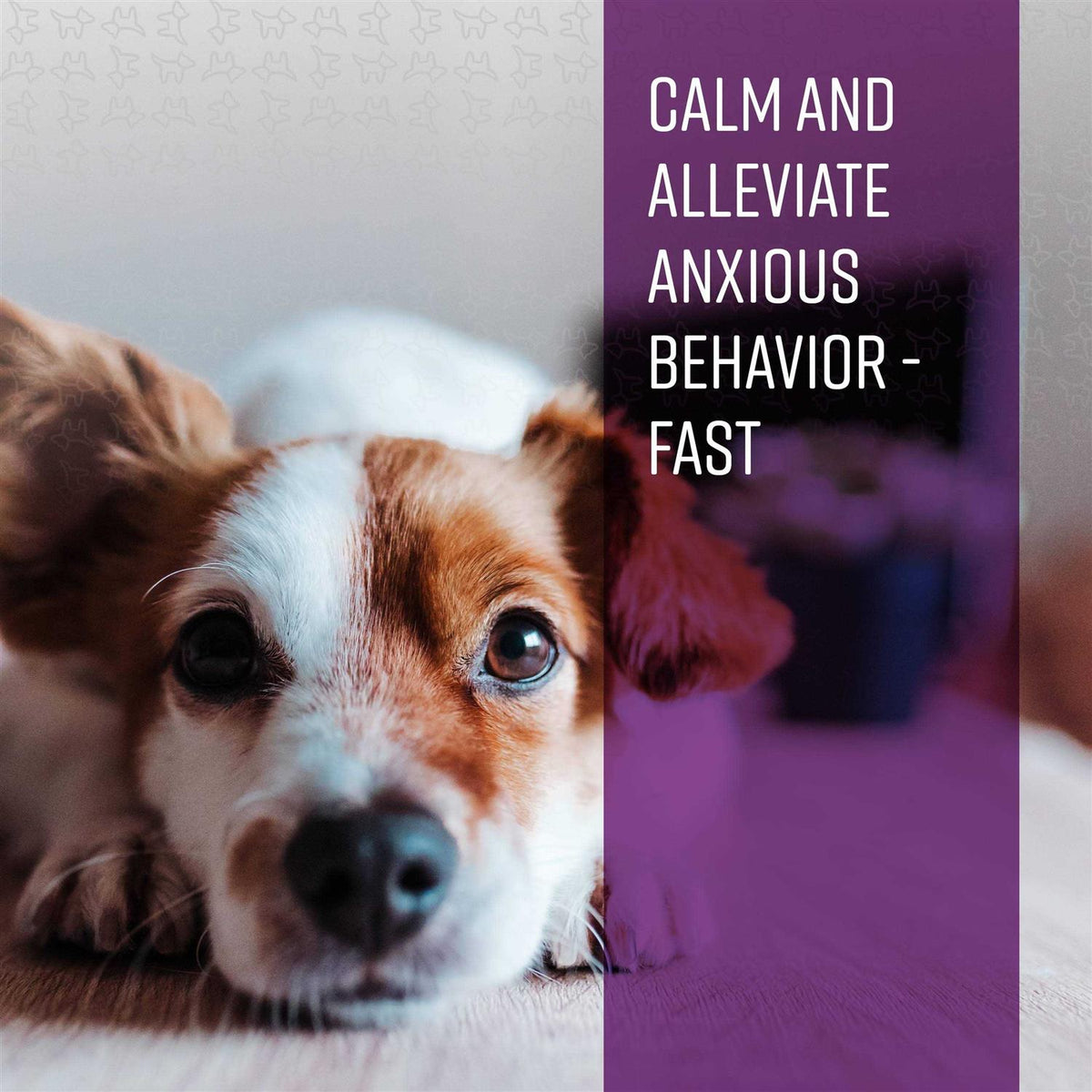 Calming Ointment for Dogs P897