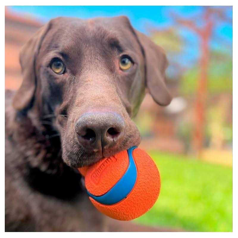 Dog Toy G3376