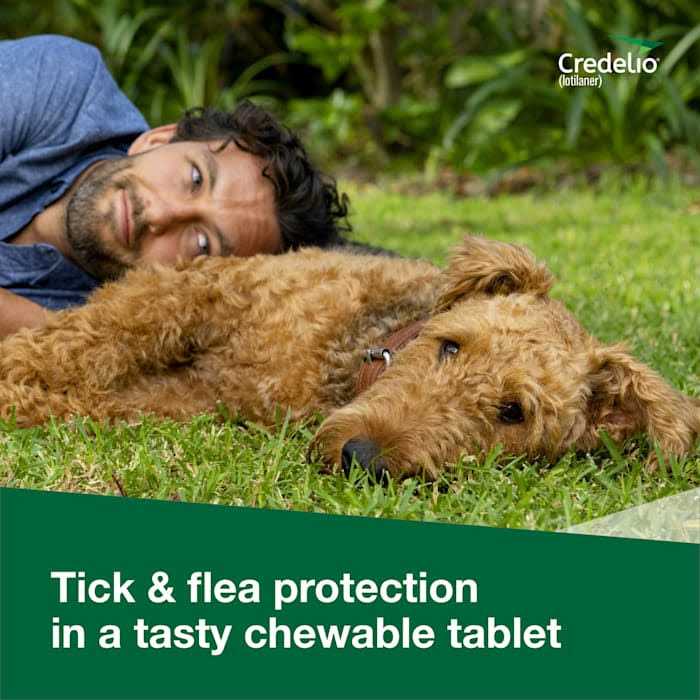 Chewable Tablet for Dogs T569