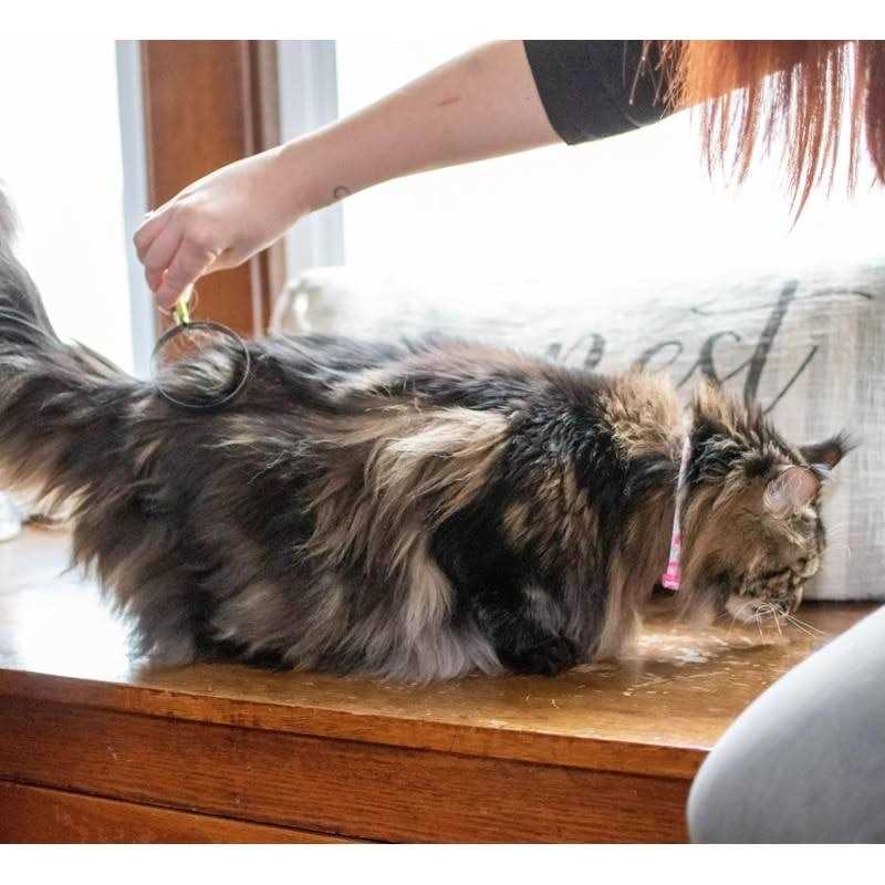Cat Shedding Blade F90286