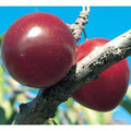 Self Pollinating Live Fruit Tree T7972