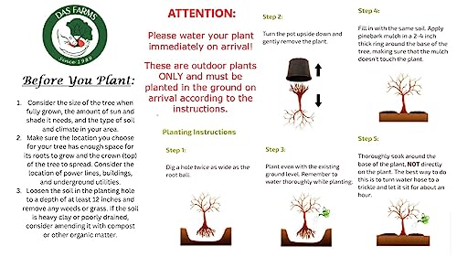 Self Pollinating Live Fruit Tree T7972