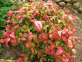 1 QT Live Plant J235904