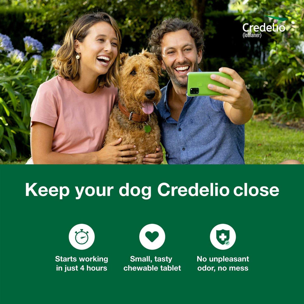 Chewable Tablet for Dogs T569