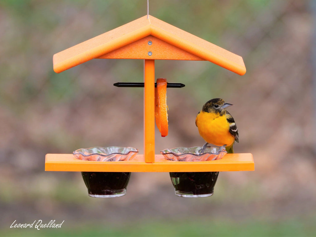 Oriole Bird Feeder with Pegs C297