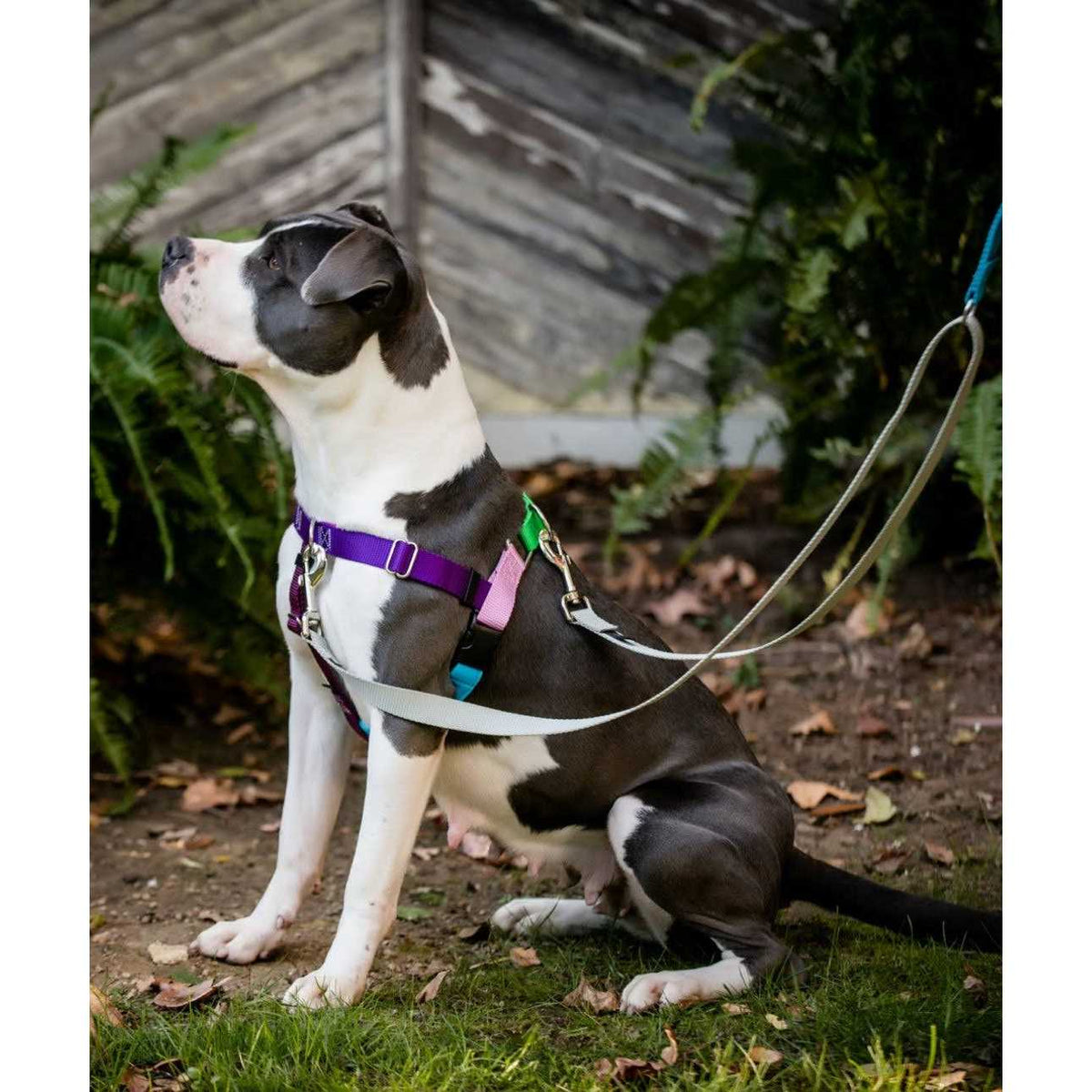 No Pull Dog Harness Leash T49356