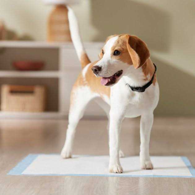 Training Potty Pads H113629