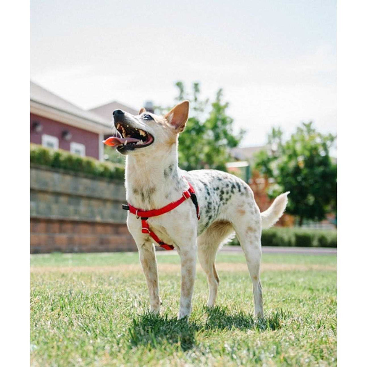 No Pull Dog Harness Leash T49356