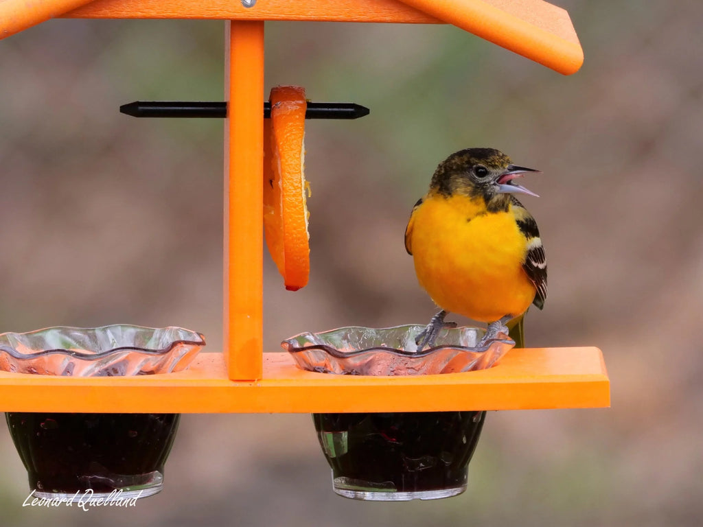 Oriole Bird Feeder with Pegs C297