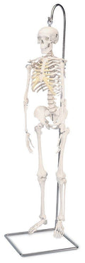 Anatomical Model - Mini Skeleton on Hanging Stand W740971