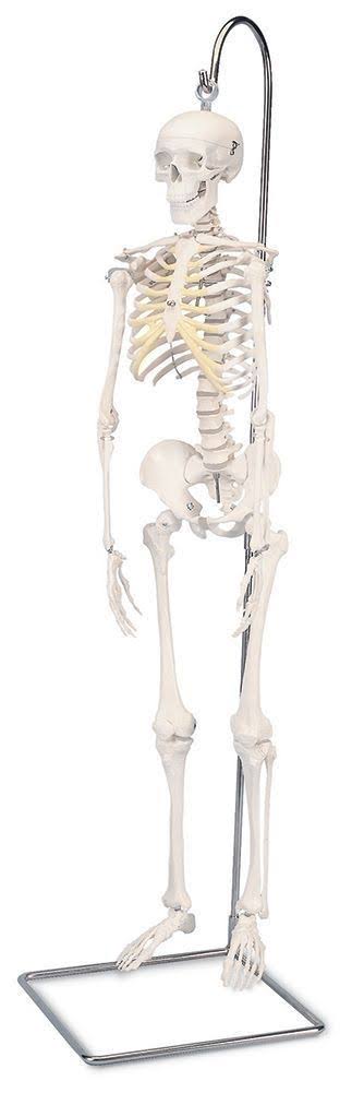 Anatomical Model - Mini Skeleton on Hanging Stand W740971